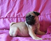 fawn-smooth-coated-pug