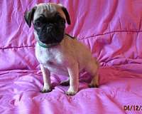 mixed-fawn-smooth-coated-pug