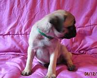 smooth-coated-mixed-dog