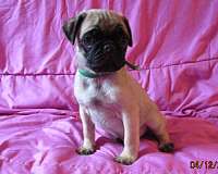 smooth-coated-mixed-pug
