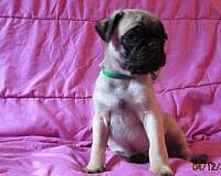 fawn-mixed-dog