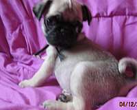 fawn-mixed-pug