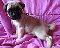 fawn-small-dog