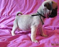 fawn-small-pug