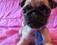 mixed-pug-dog