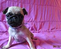 small-fawn-pug