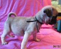 small-smooth-coated-dog