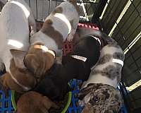 spotted-corded-puppy
