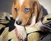 spotted-corded-dachshund