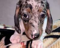 mixed-spotted-corded-dachshund