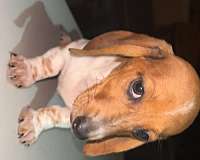 corded-mixed-dachshund