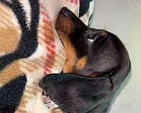 spotted-mixed-dachshund