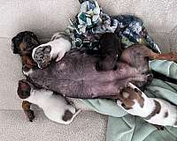 small-spotted-dachshund