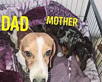 corded-dachshund-puppy