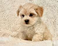 mixed-malti-poo-dog