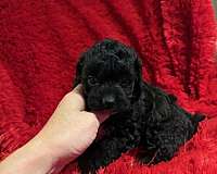 mixed-malti-poo