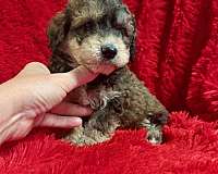 toy-malti-poo
