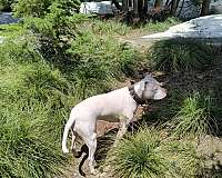 love-my-pittie-dog