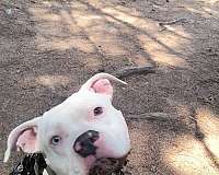 pitbull-mom-dog