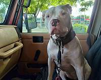 pitbulls-are-the-greatest-dog