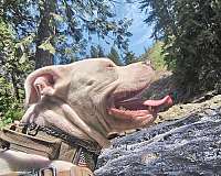 love-my-pitbull-dog