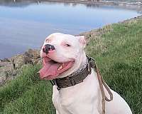 hiking-with-dog-pit-bull-terrier