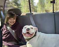 pittie-mom-pit-bull-terrier