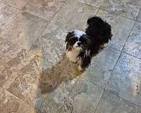 male-shih-tzu-dog