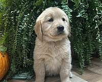 mixed-golden-retriever-dog