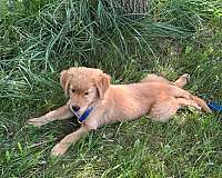 mixed-golden-retriever