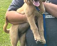 standard-golden-retriever