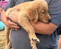 golden-retriever