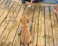 golden-retriever-dog-for-sale