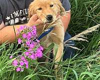 kid-friendly-dog