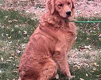 friendly-dog