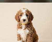 female-biscuit-white-hypoallergenic-miniature-goldendoodle