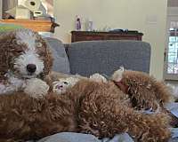 biscuit-white-female-miniature-goldendoodle