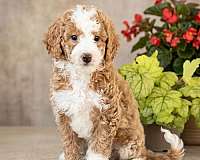biscuit-white-small-miniature-goldendoodle