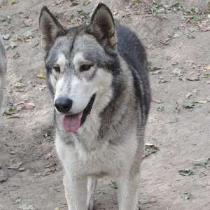 Wolf Hybrid For Sale