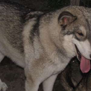 Wolf Hybrid For Sale