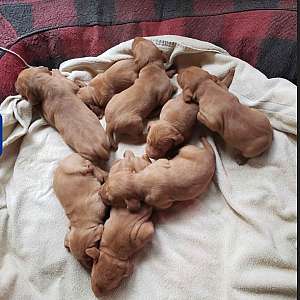 AKC Vizsla Puppies