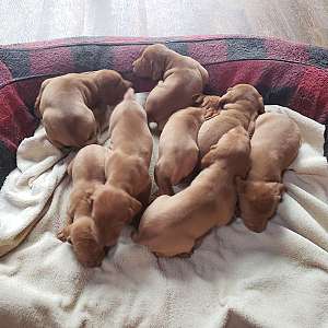 AKC Vizsla Puppies