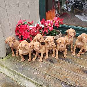 AKC Vizsla Puppies