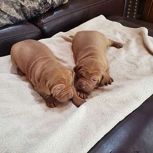 AKC Vizsla Puppies