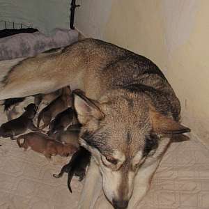 Wolf Hybrid For Sale