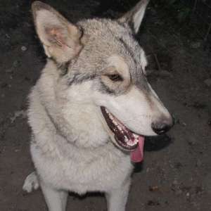 wolf hybrid for sale