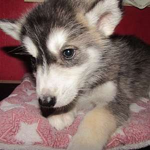 wolf hybrid for sale