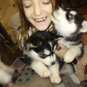 Wolf highbred, husky puppies for sale in Laporte MN $500.00
