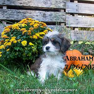 Cavaton male puppy Abraham