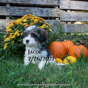 Cavaton male puppy Jacob